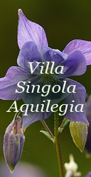 aquilegia