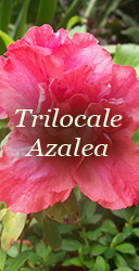 azalea