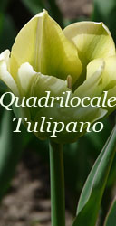 tulipano